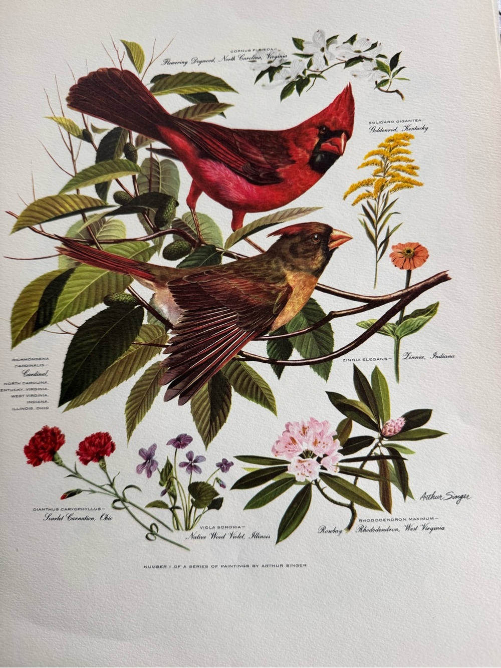 Botanical Art Prints Featuring 10 prints - Picture 11 of 12